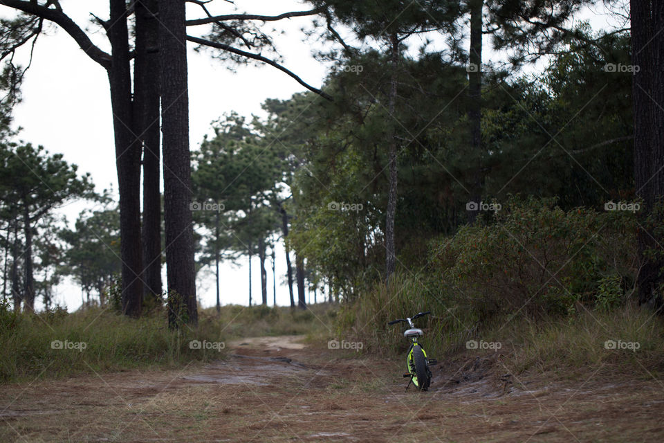 Bike in the forest 