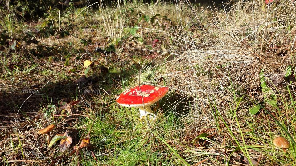 mushroom