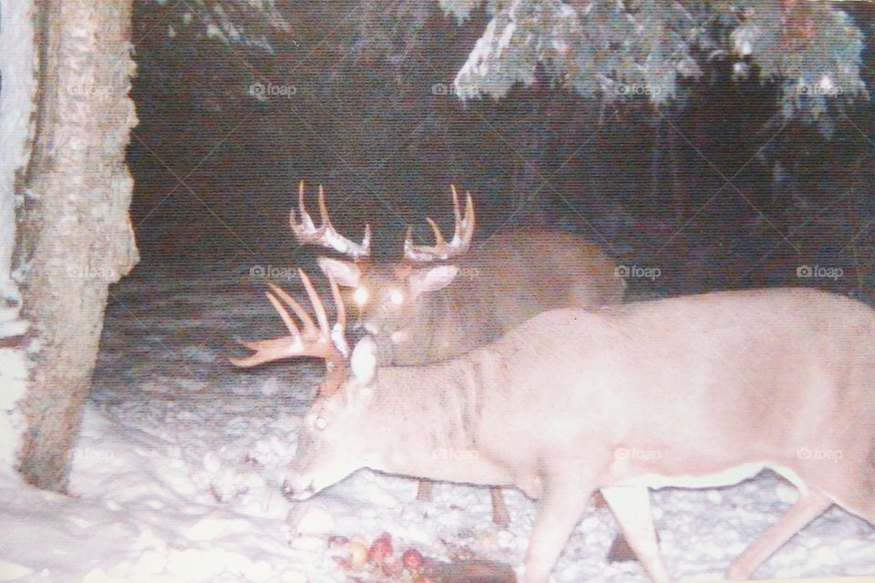 two of the big boys public land
