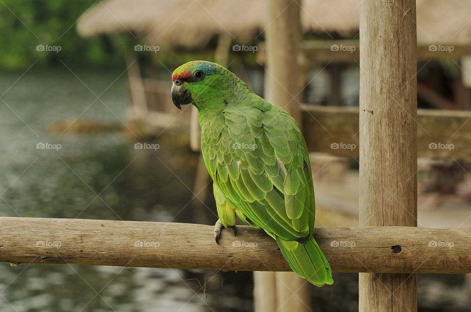 Amazon Parrot.