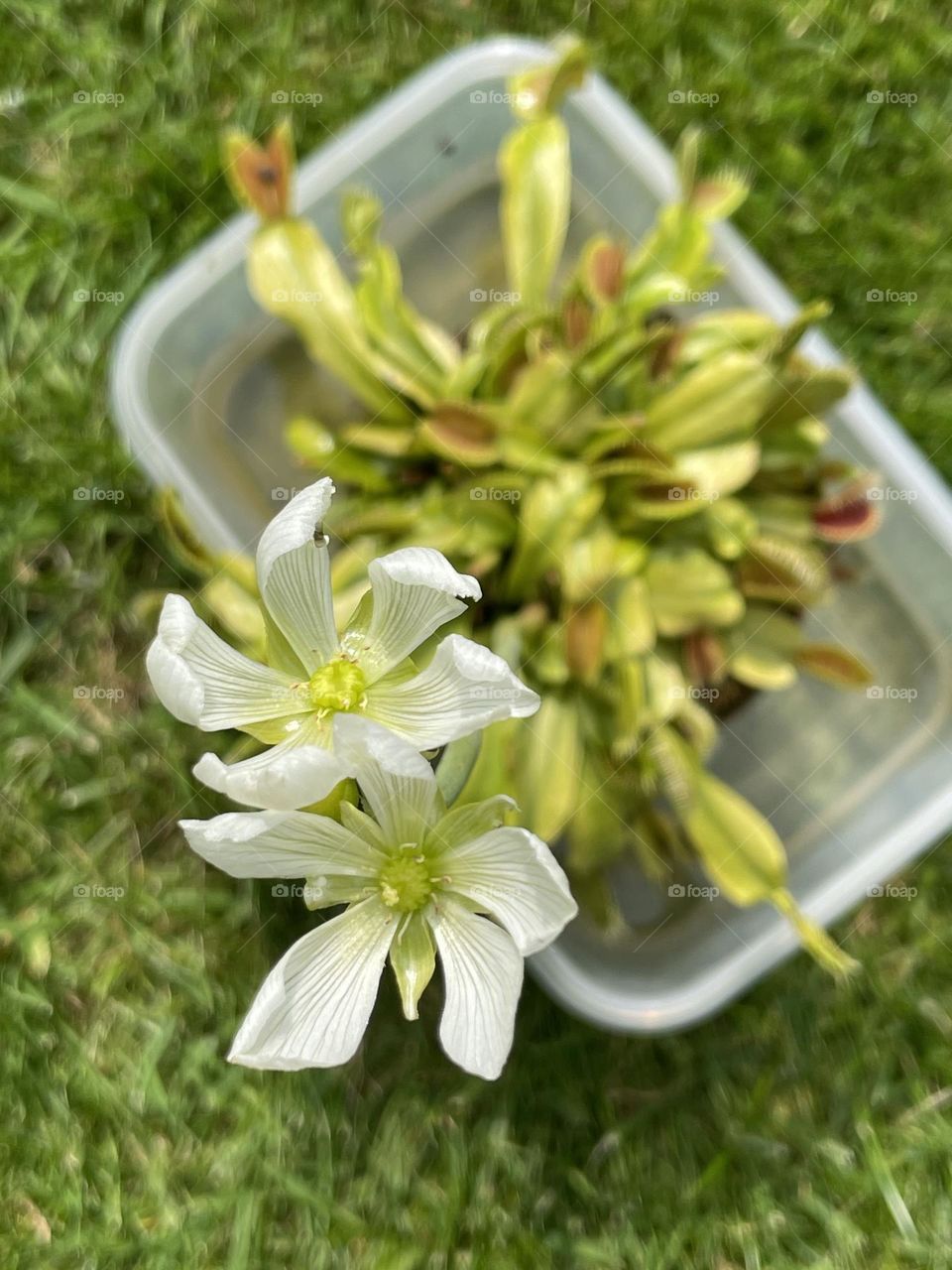 Two flowers have opened on one flower stalk … Elvis my Venus Flytrap 