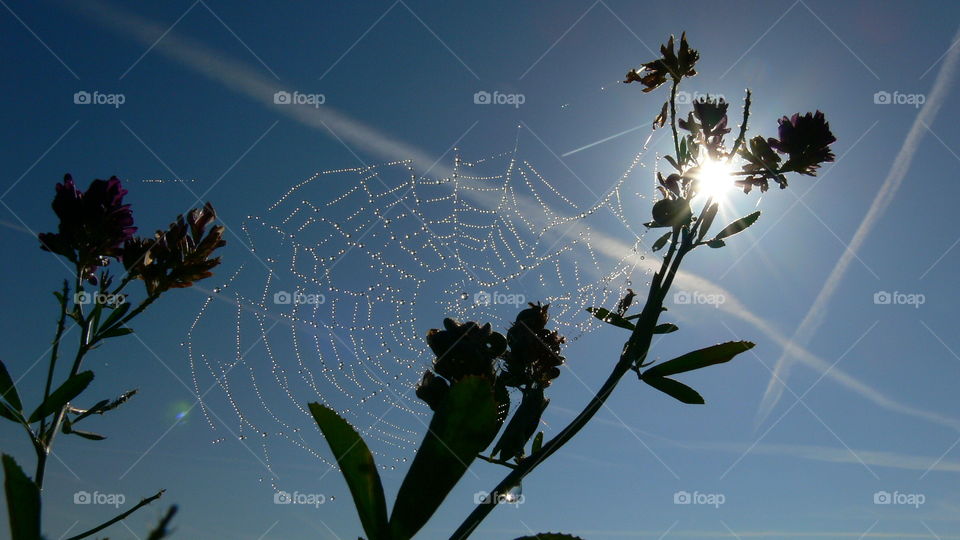 Sonne hinterm Spinnennetz