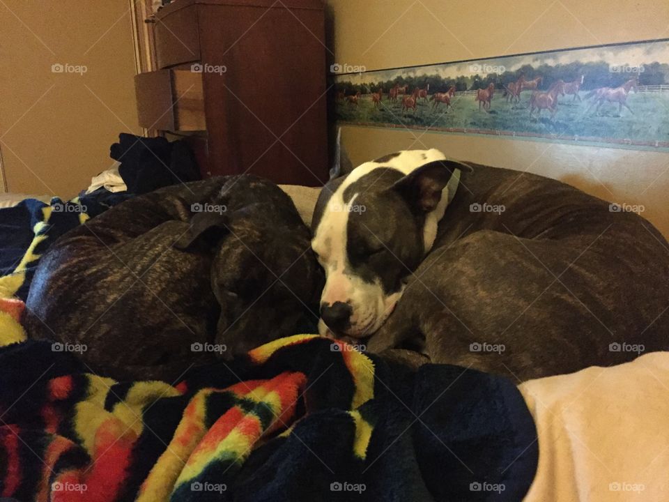 On the left is my 9yr, lifetime owned, American Staffordshire Terrier 
The right is a newly adopted 6yr, rescue (previous owner passed away) settling in very well!