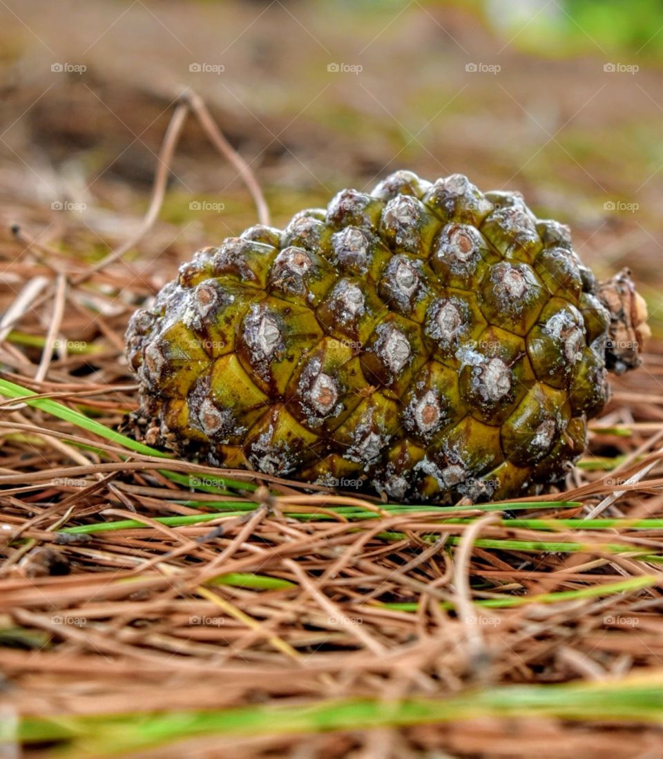 Pine cone