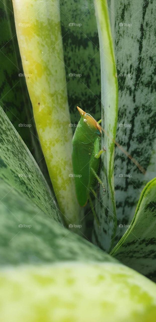 green insect, cricket posing on St. George's plant