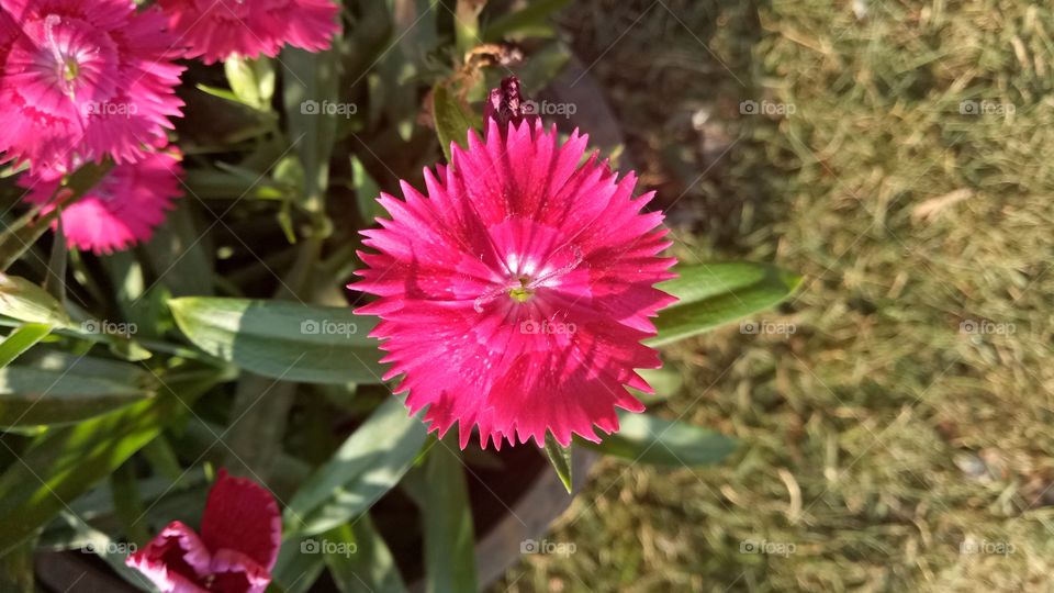 magenta flower