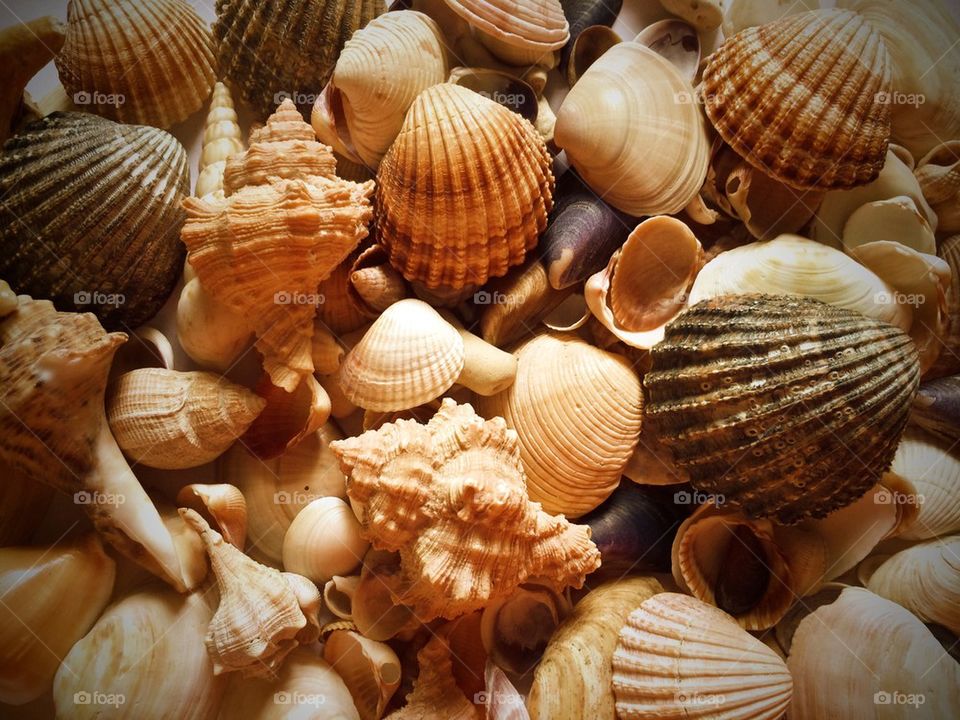 Shells