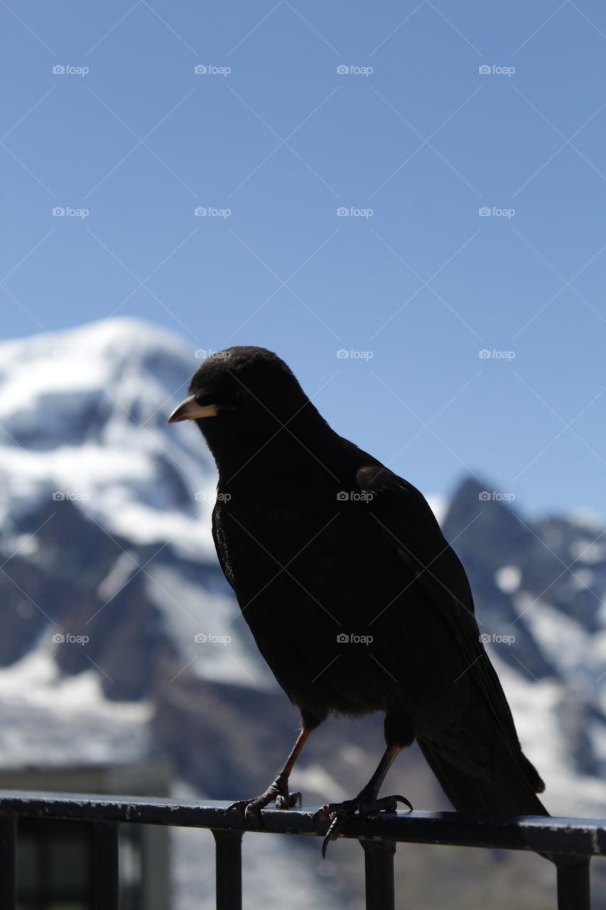 En esta hermosa foto el sujeto principal es este cuervo, subido en una barandilla. Como fondo, tenemos las vistas de unas bonitas montañas nevadas. En cuanto a la localicazion, esta foto fue tomada en Zermatt, Suiza.