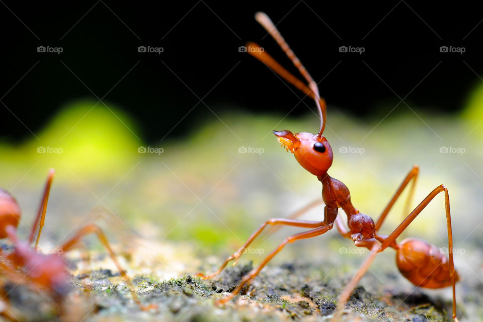 macro closeup on weaver ant