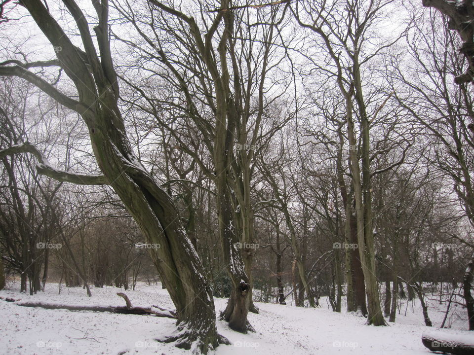 Tree, Winter, Landscape, Wood, Snow