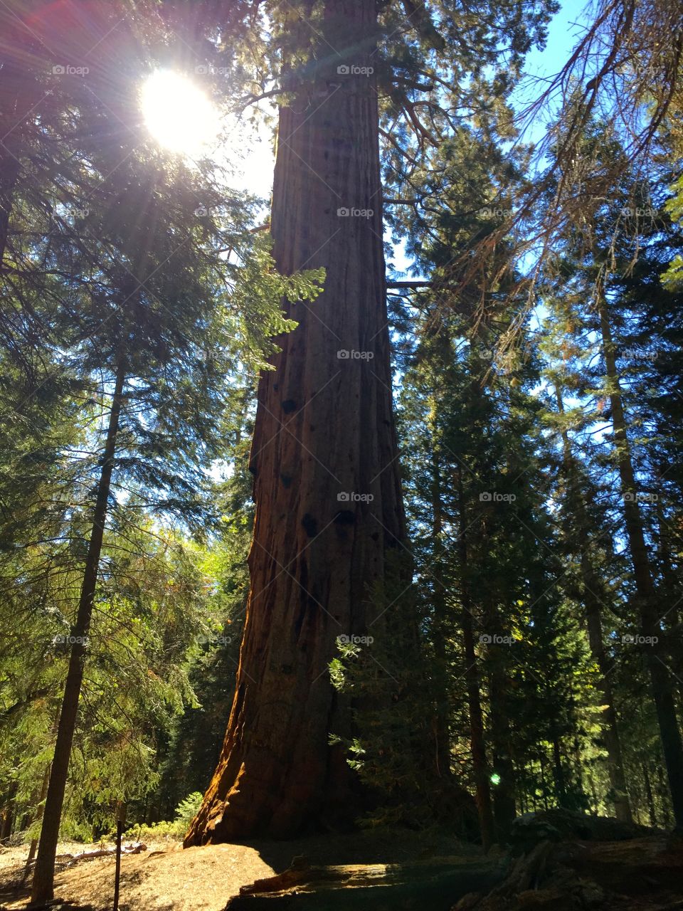 Sequoias in CA