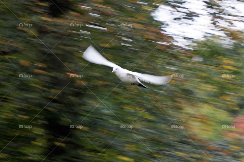 White Bird Flying in London
