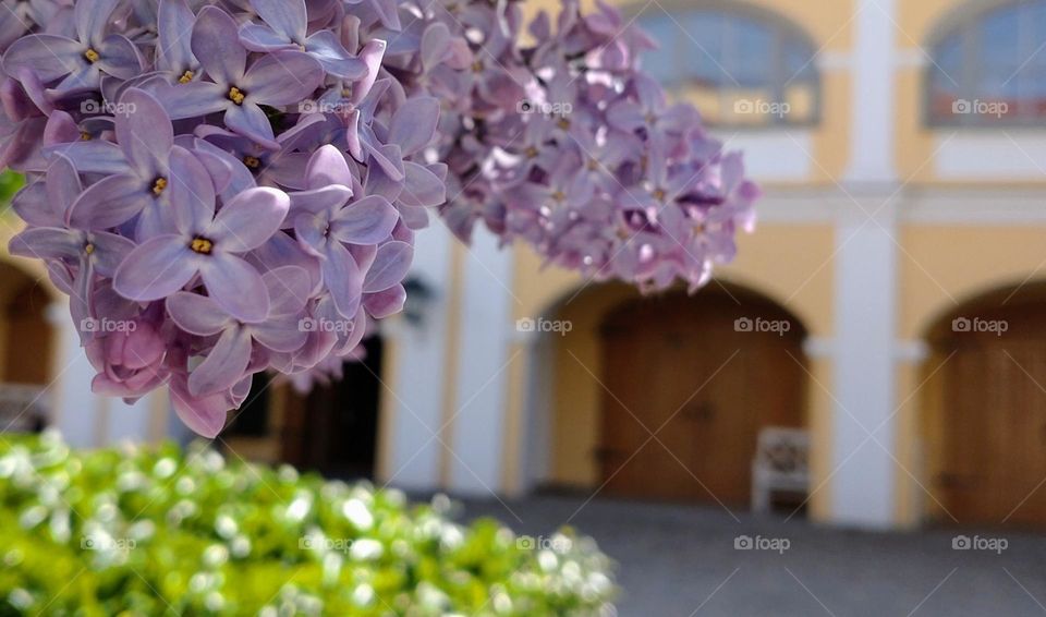 Plants 🏢🪻 Lilac🪻🏢 Urban🪻🏢