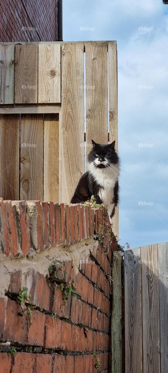 grumpy kitty sitting on the wall