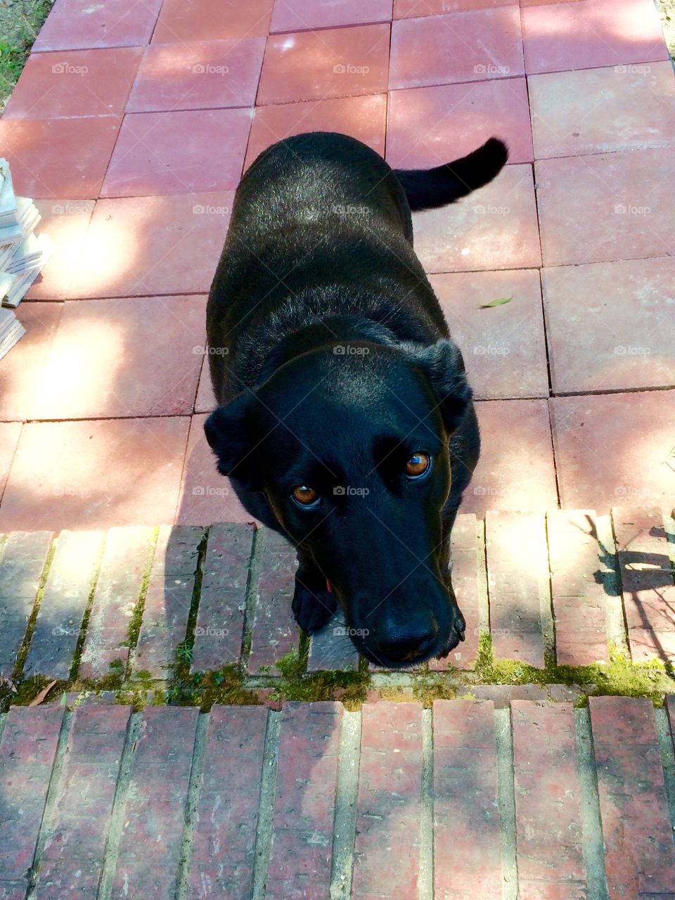 Dog wanting to come in