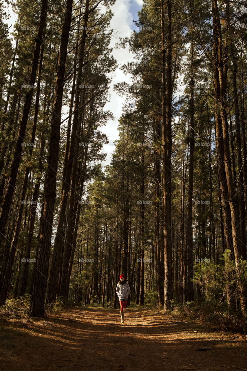 Lost in the woods. Forest trees