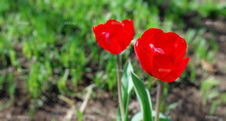 Red Tulips