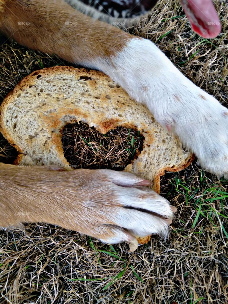 Guardando seu pão de coração
