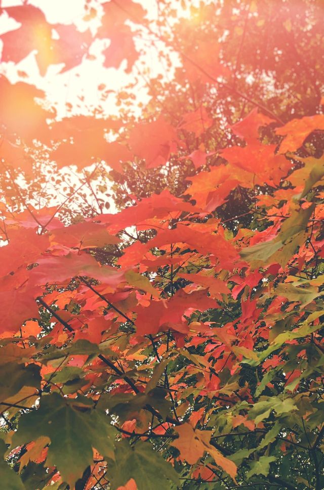 Autumn Leaves