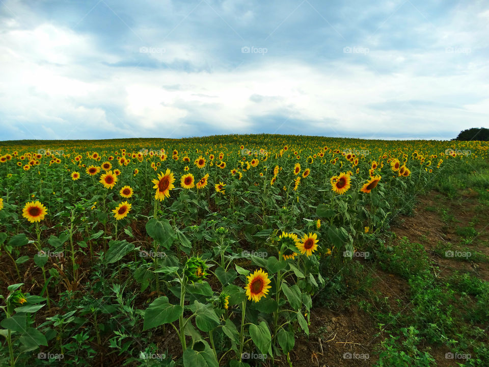 Sun flower