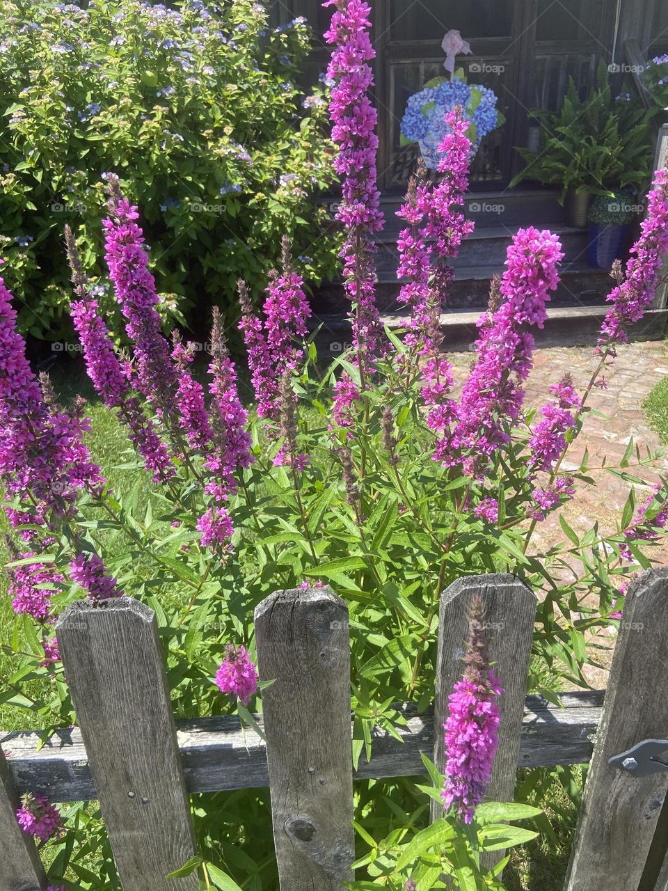 Purple and green flowers adorn a wood fence outside a local home with a beautiful garden. Flowers also decorate the door in the background. Summer flowers brighten the neighborhood!