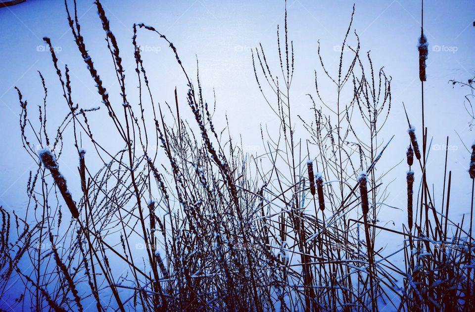 frozen cattails