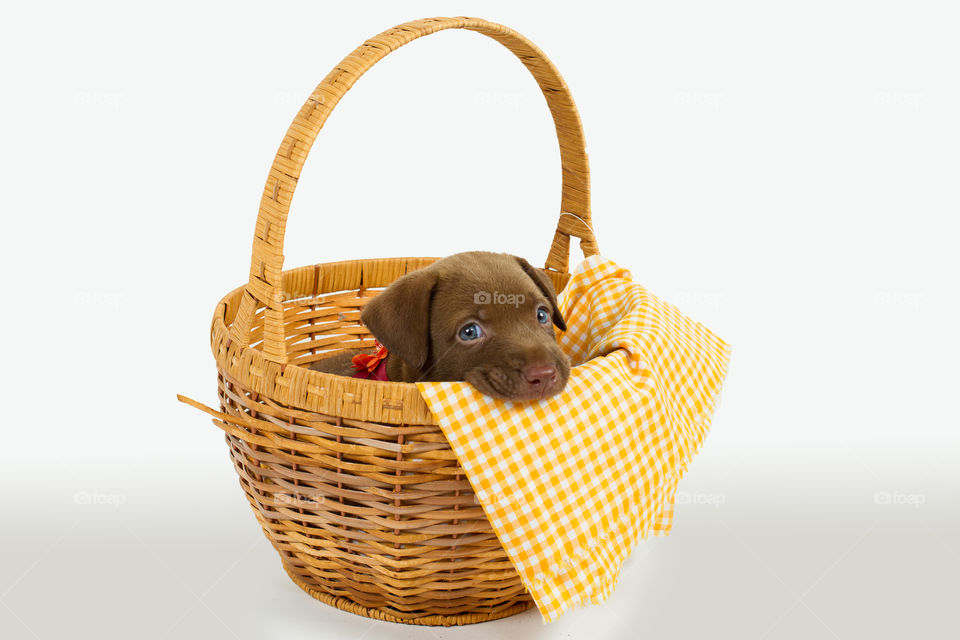 cute dog playing in a basket