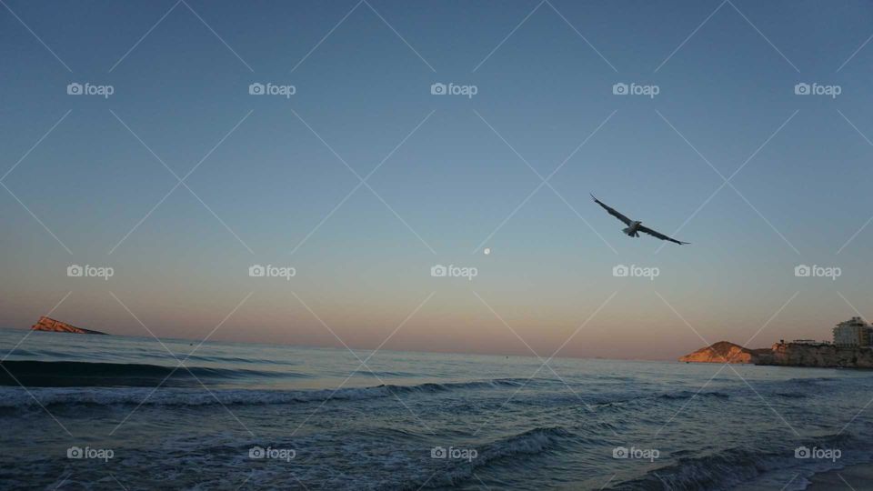 Seagull#flying#beach#sunrise