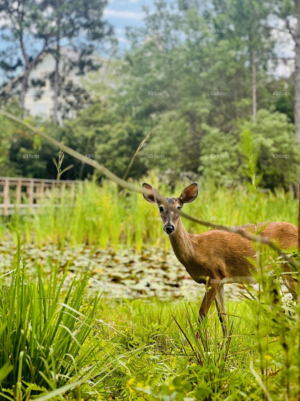 Eye contact with a wild whitetail female deer at the edge of a marshy lily pond.