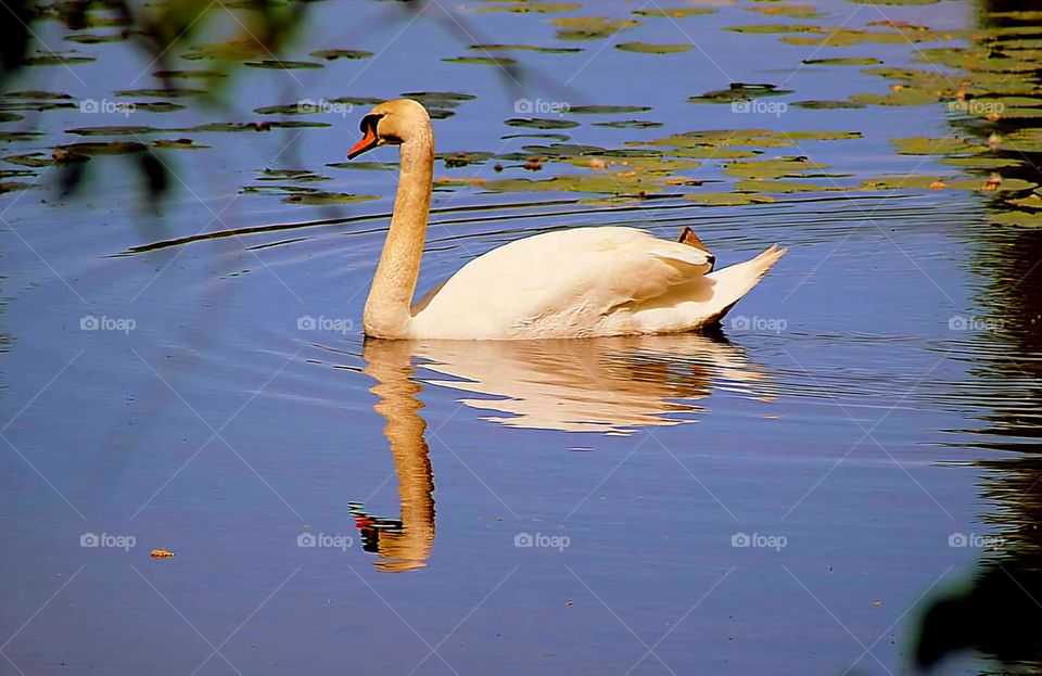 Close up on a swan and its water reflection in the pond of Rosporden