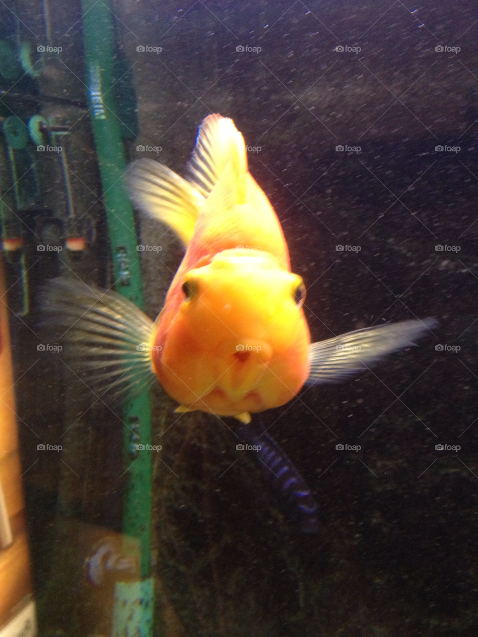 water fish aquarium by katrink