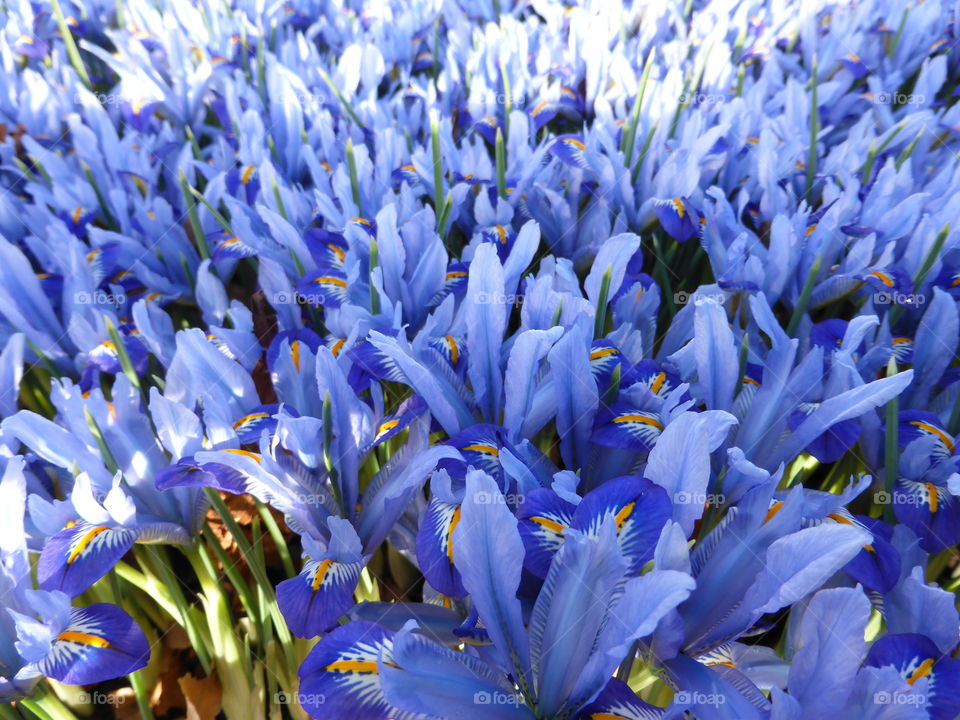 Close-up of iris blooming