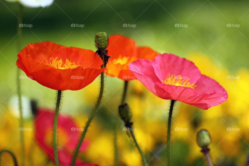 Close-up of flowers head