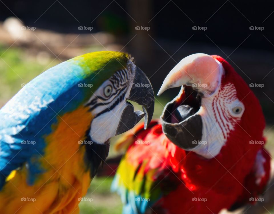 Two Macaws parrot fighting each other.