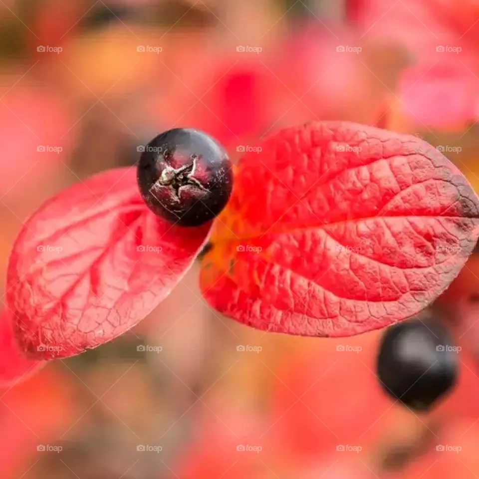 red flowers