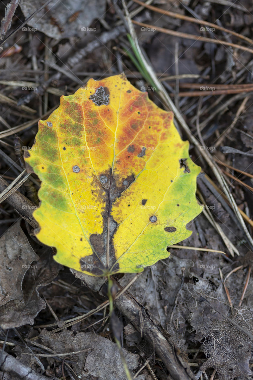 Beautiful multicoloured fallen leaf in the woods. Leaf portrait.