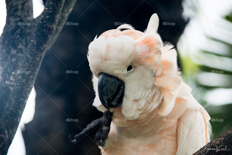 Salmon-crested cockatoo from Bali