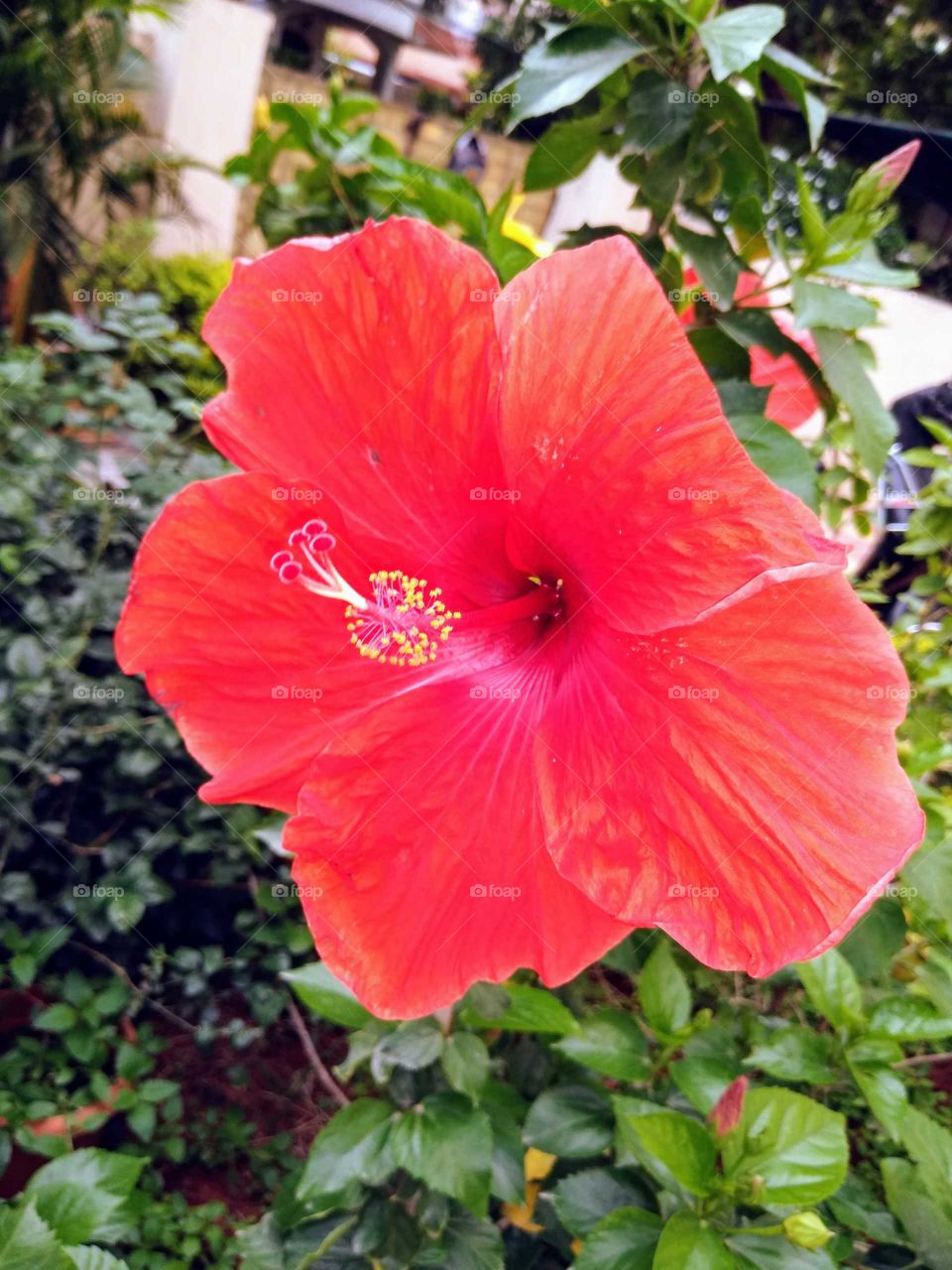 a beautiful red hibiscus flower