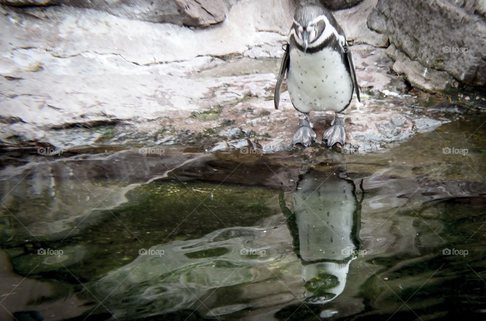 Penguin's Reflection