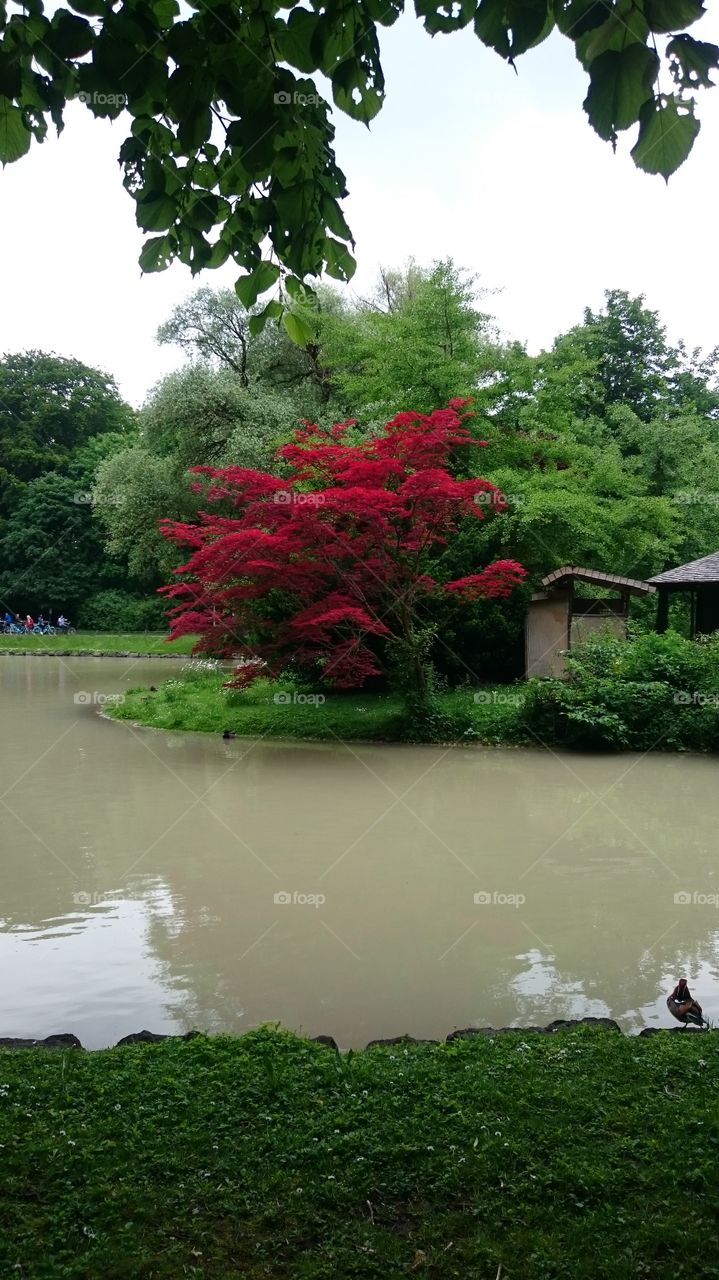 Red tree - autumn - munich