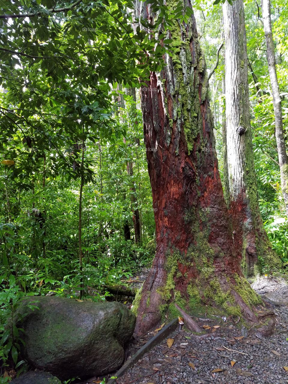 Tropical forest