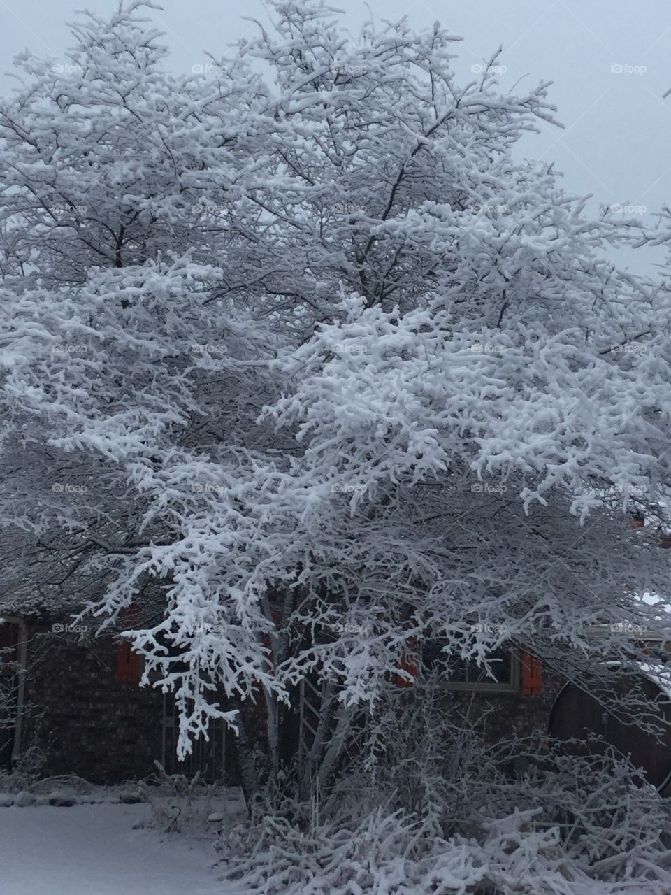Snow on the hawthorn tree