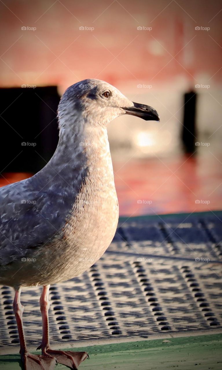 Seagull resting on dock at sunset