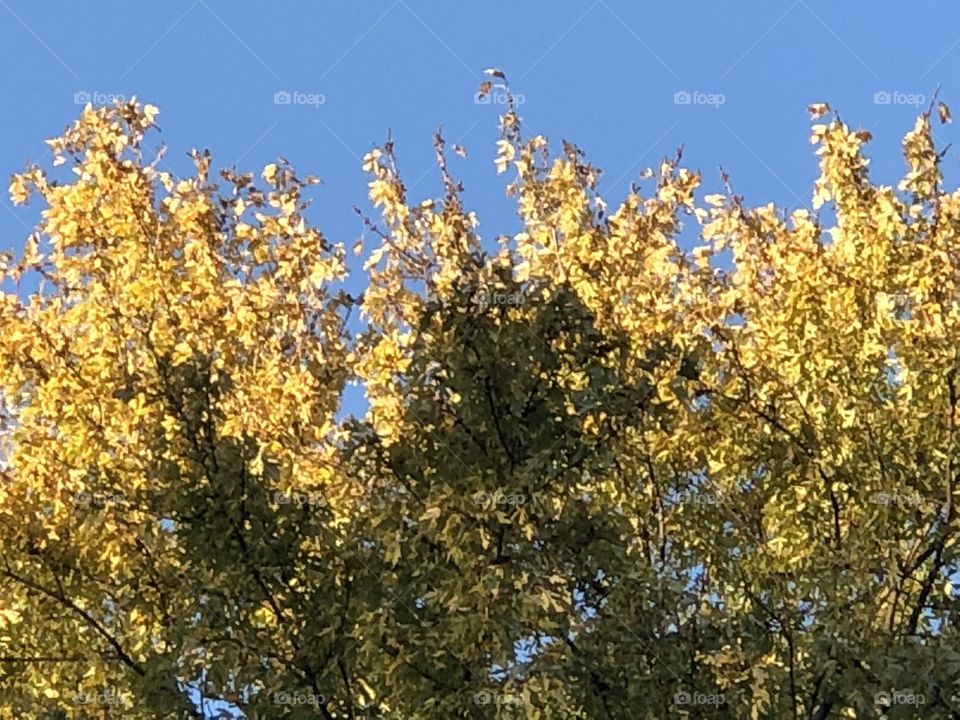 Fall golden leaves