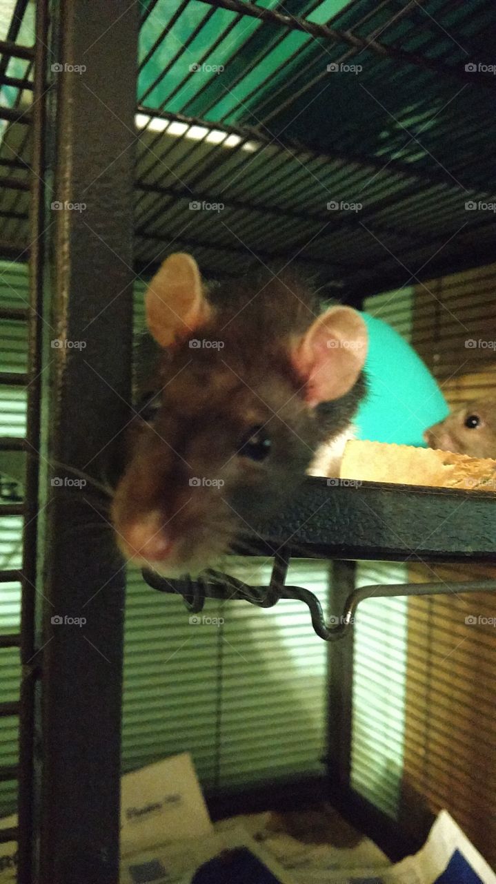 Curious Ratty