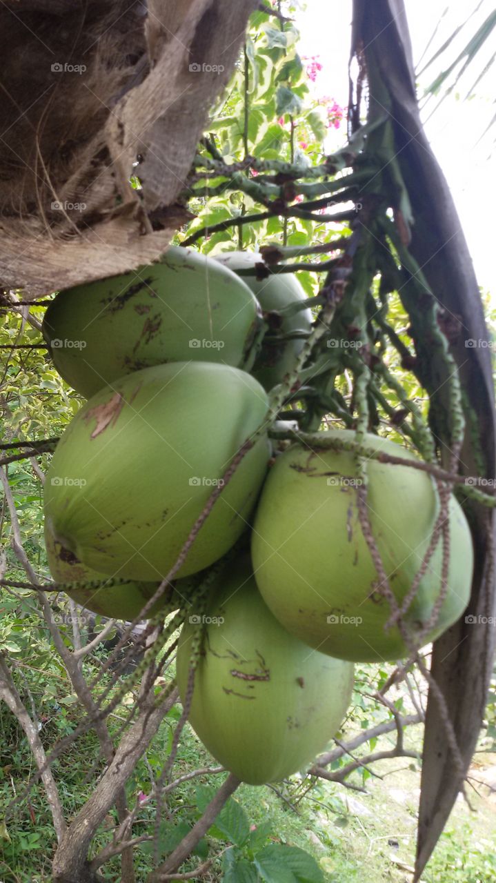 Young coconut is very much its benefits especially young green coconut is very good for health