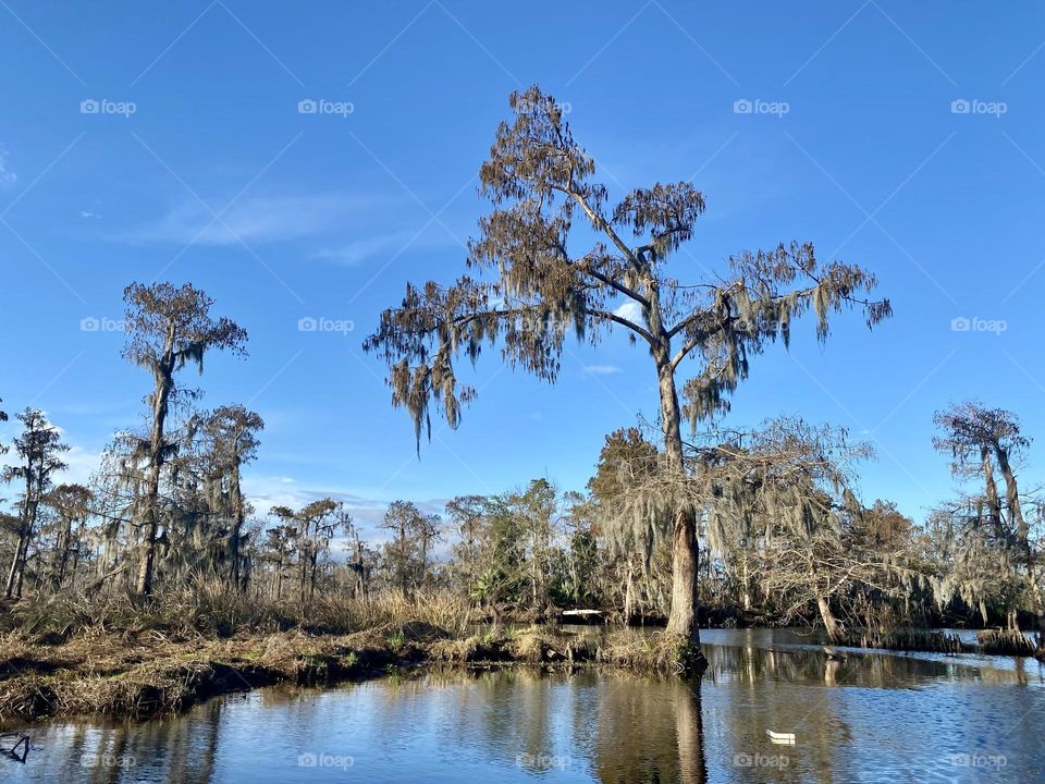 A bald cypress swamp