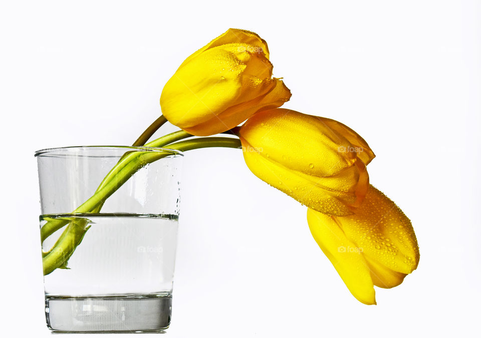 yellow tulips, color, flowers