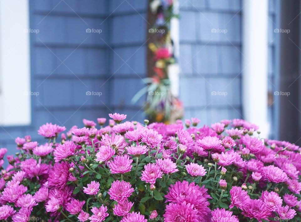 Pretty purple mums