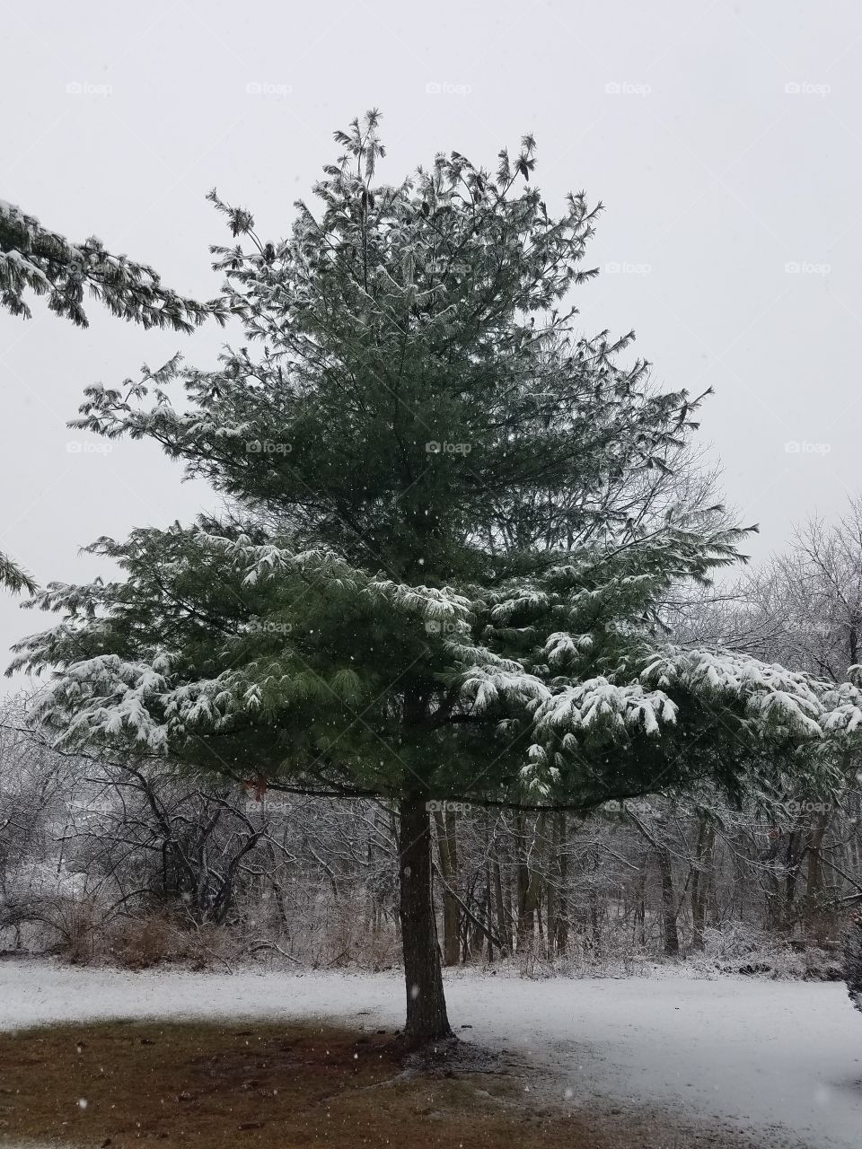 winter pine tree